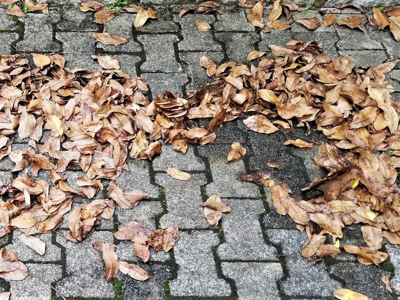 Laub sorgt im Herbst für rutschige Straßen. (Foto: SP-X)